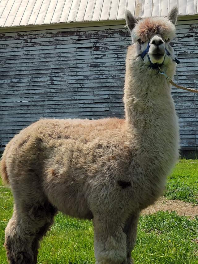Maverick at Lucky Clover Farm