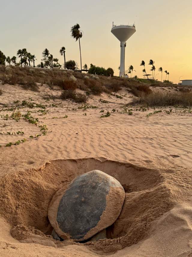 A turtle digs its nest in the sand on Cemetery Beach in Port Hedland