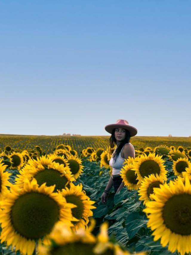 Wall-Sunflowers-Field