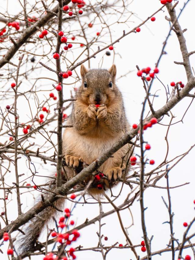 Landscape and Wildlife:🥇 1st Place: "Squirrel In a Tree Looking At Me" by Kristen Brown