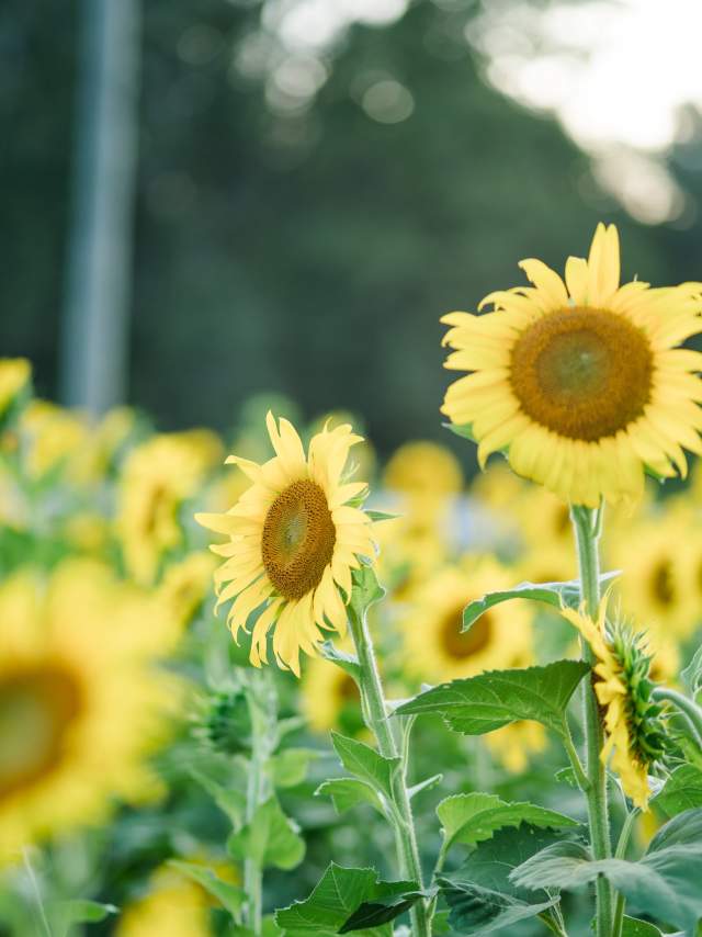 Sunflowers bloom at Old Baker Farm in Harpersville