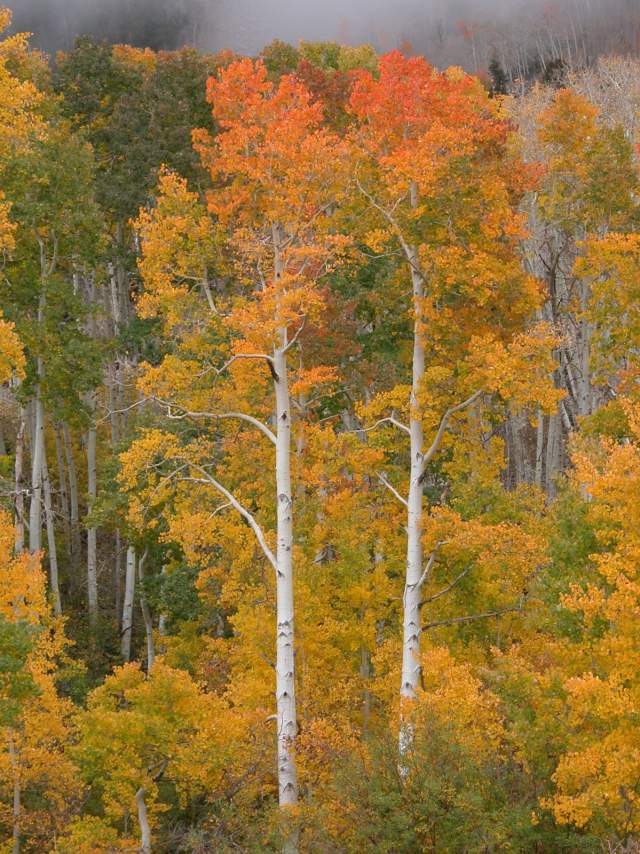 Forest Lands in Autumn Robert Riberia