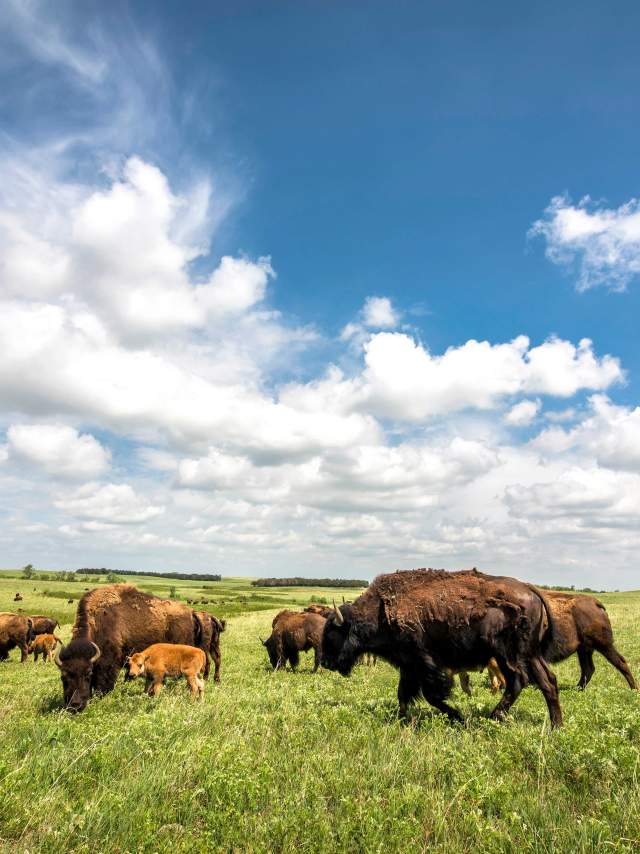 Maxwell Wildlife Refuge Bison