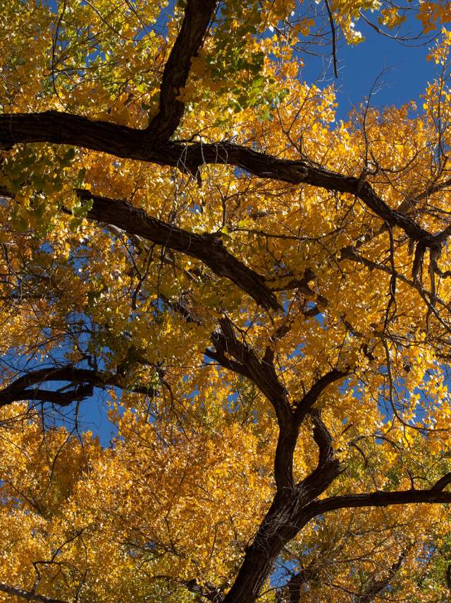 Fall colors the leaves in the bosque.