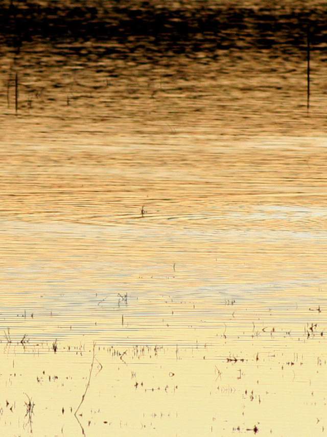 Bosque del Apache