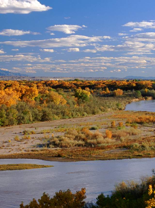 Trees changing color along a river in New Mexico