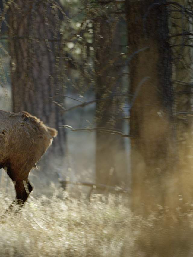 An elk walks through a grove of Ponderosa pines.