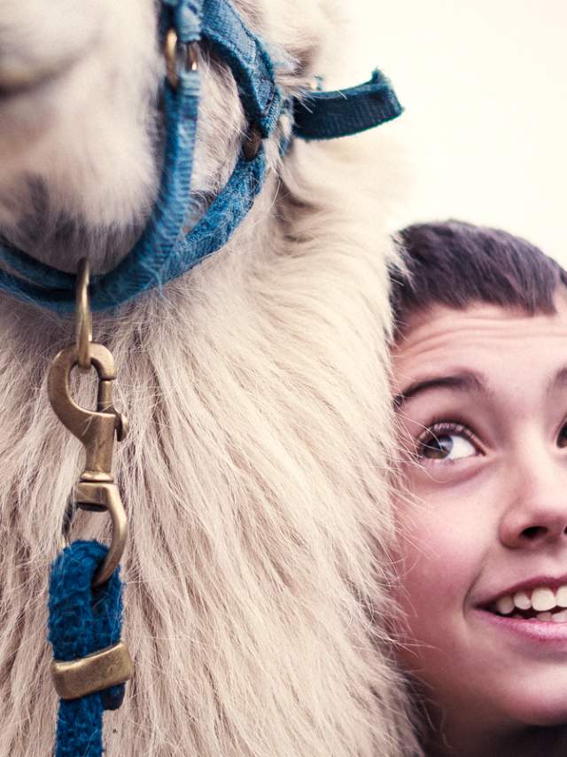 Llama trek boy