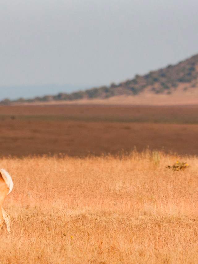 Pronghorn Deer on the plains of northeastern New Mexico