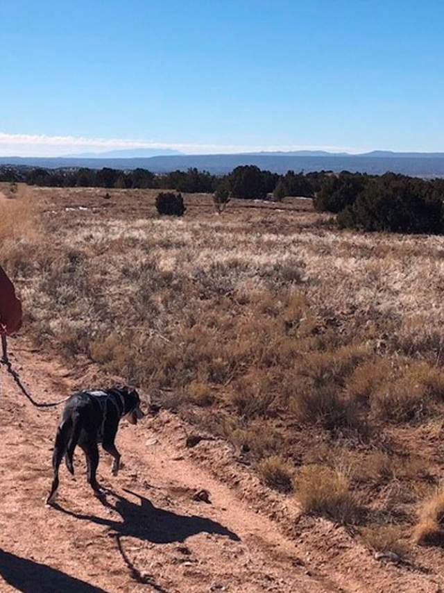 Hiking with a dog in New Mexico