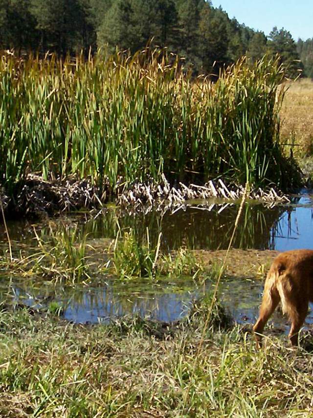 A happy dog overlooking a marshland