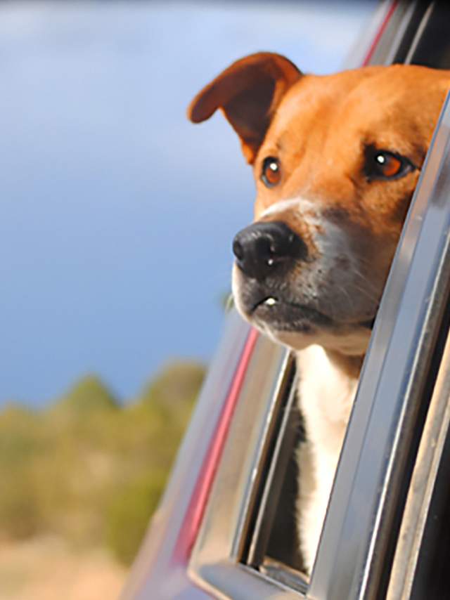 Take you best friend with you. Image of a dog in the rearview mirror of a car.