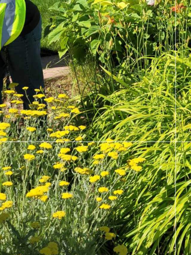FY23-NMCB-CABQ-SY - Wildflower Project