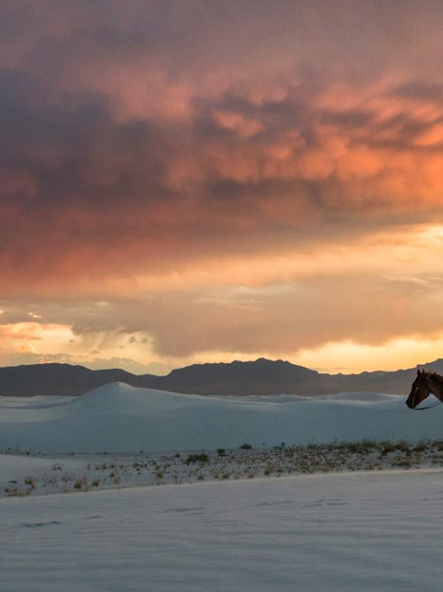 White Sands Horseback Riding