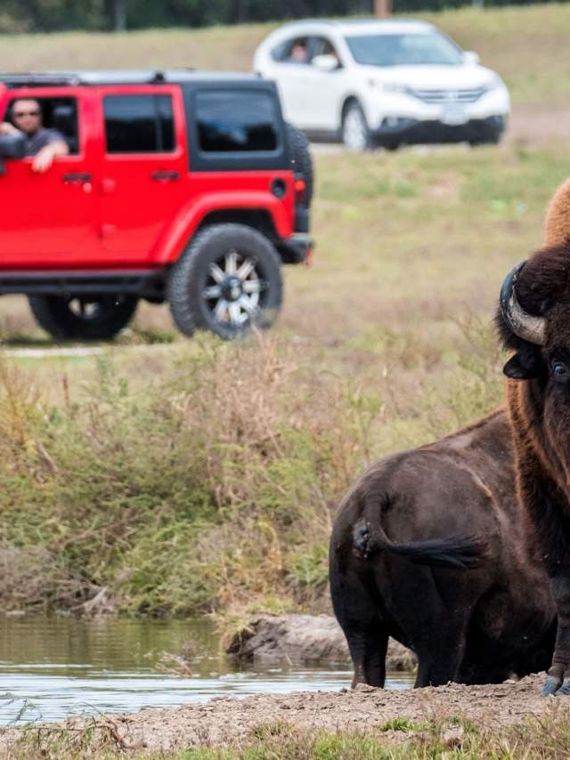 Person Watching Bison at Wildlife Safari Park in Omaha