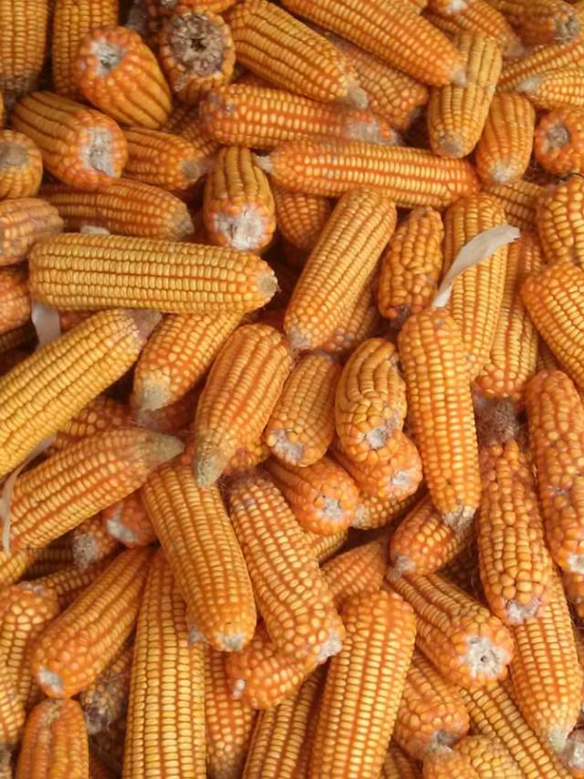 corn