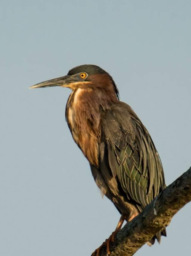 A bird in the Great Marsh Wetlands