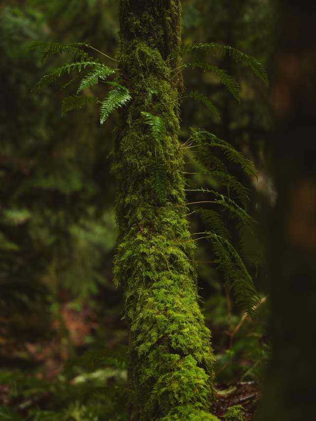 Mossy Tree & Ferns