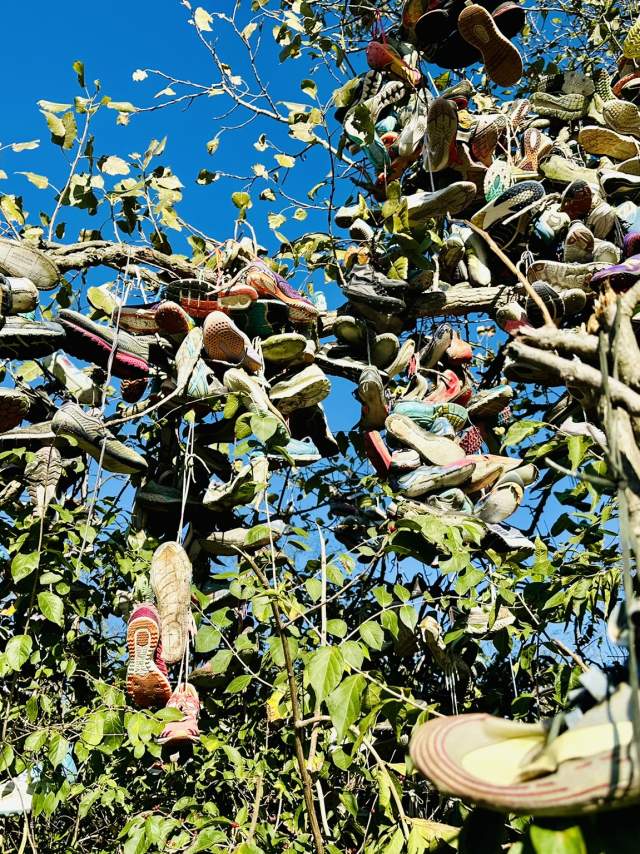 Shoe Tree close up