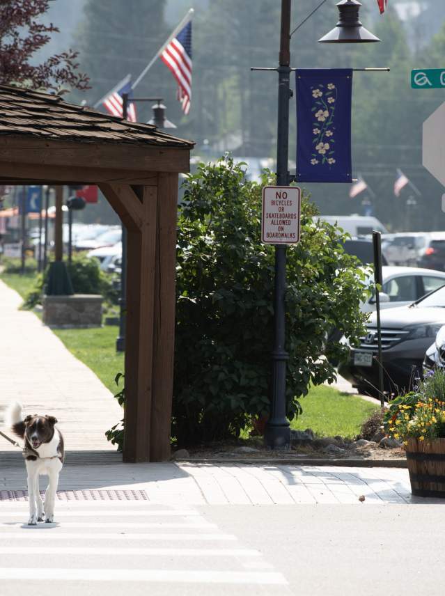 Woman with a baby in a stroller and a dog on leash strolls grand avenue in the early morning