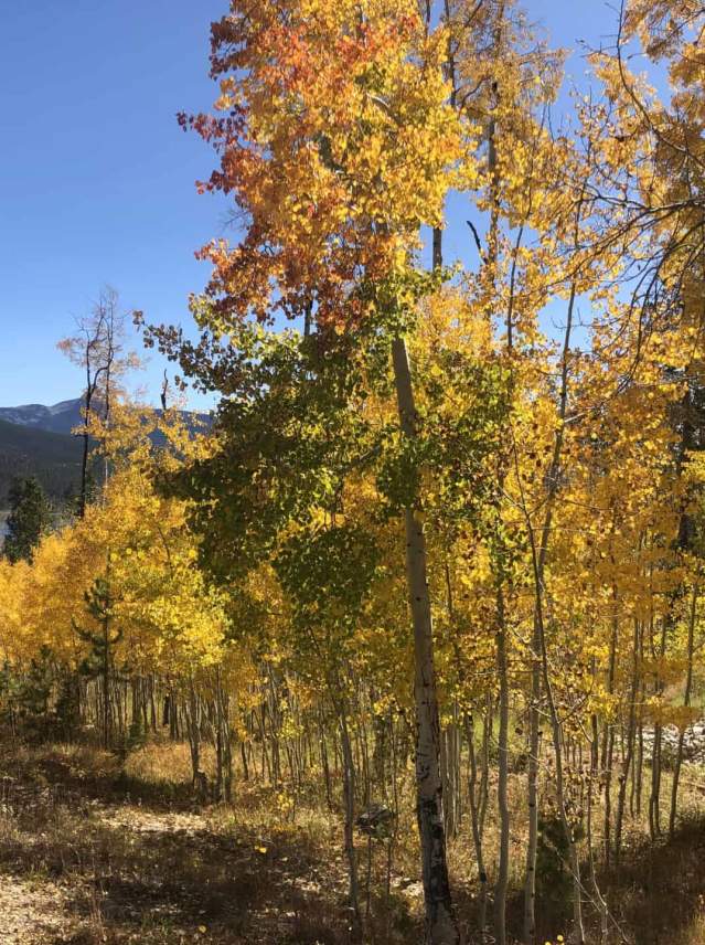Autumn trees