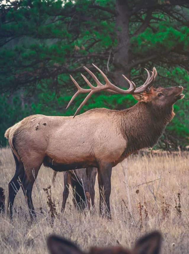 Elk