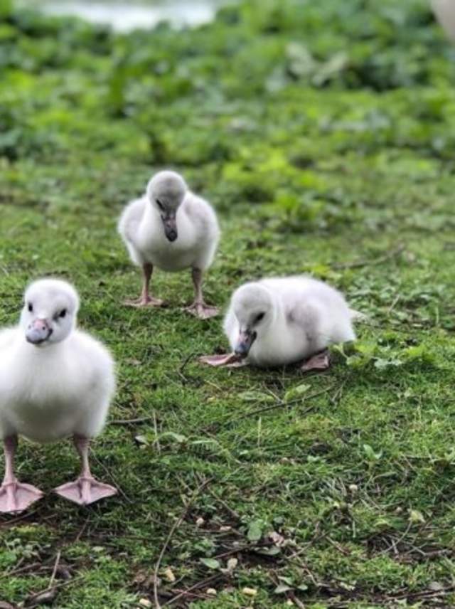 Cygnets at the Kellogg Bird Sanctuary