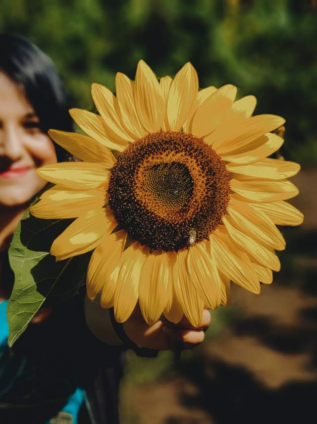 A woman holding a large sunflower