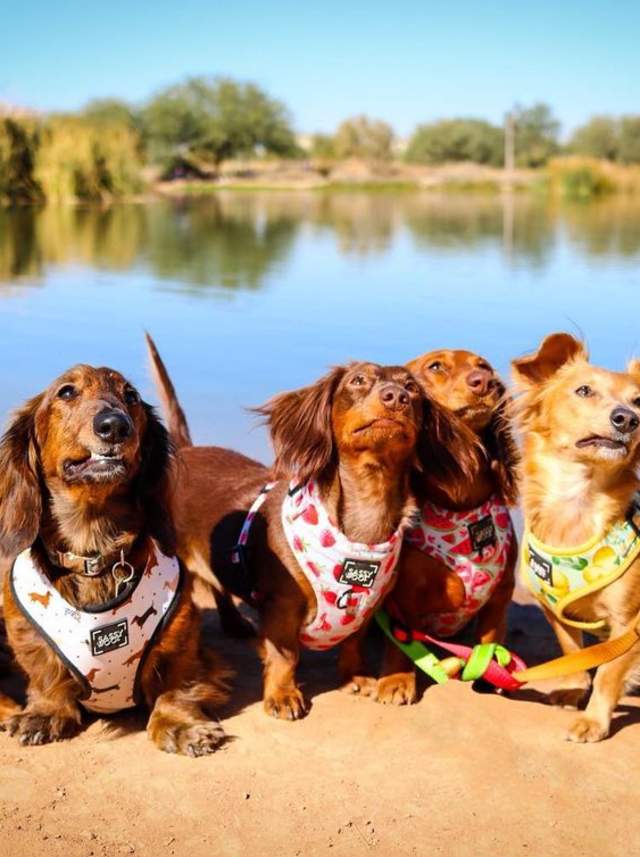 Best Ways to Explore Chandler with Your Dog