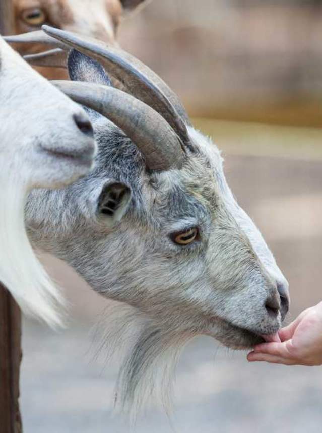 Young Child Feeding Goats at Gators and Friends Adventure Park