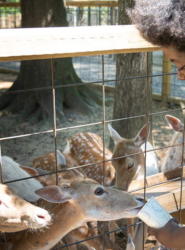 Woman feeding Fallow Deer at Gators and Friends Petting Zoo