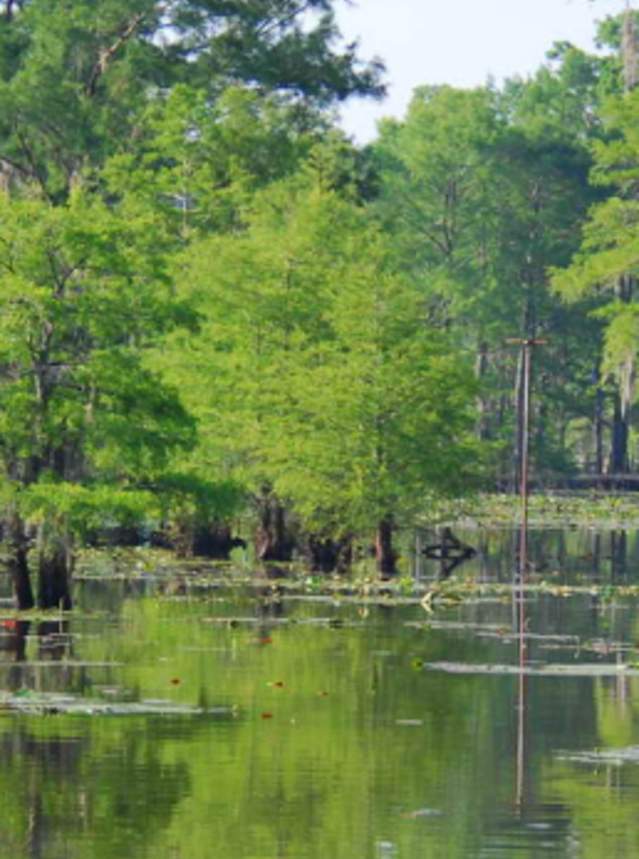 allen guide service caddo lake tour