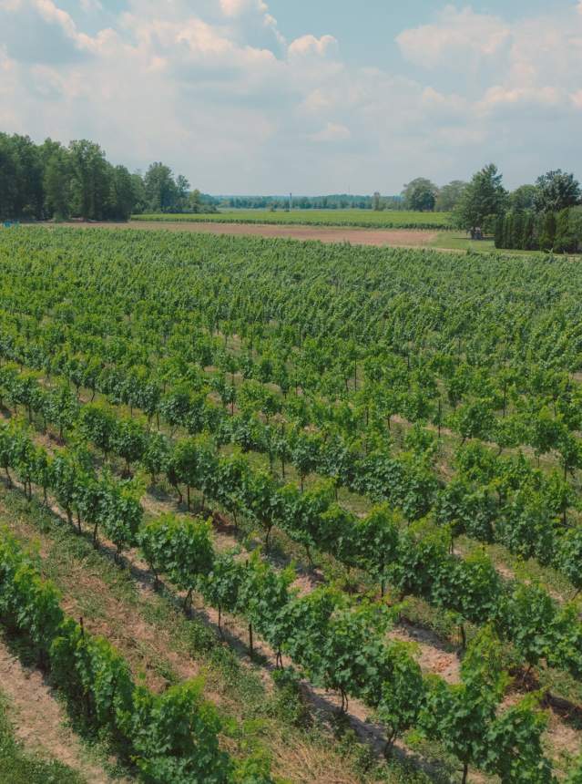 Vineyard