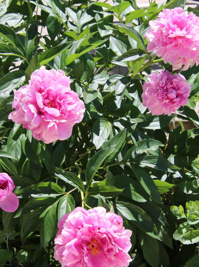 Your 5150' Guide to Celebrating Mom Right