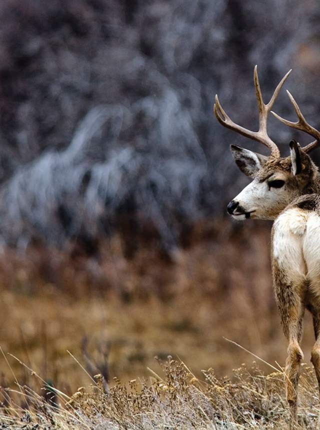 Mule-Deer-on-Casper-Mountain