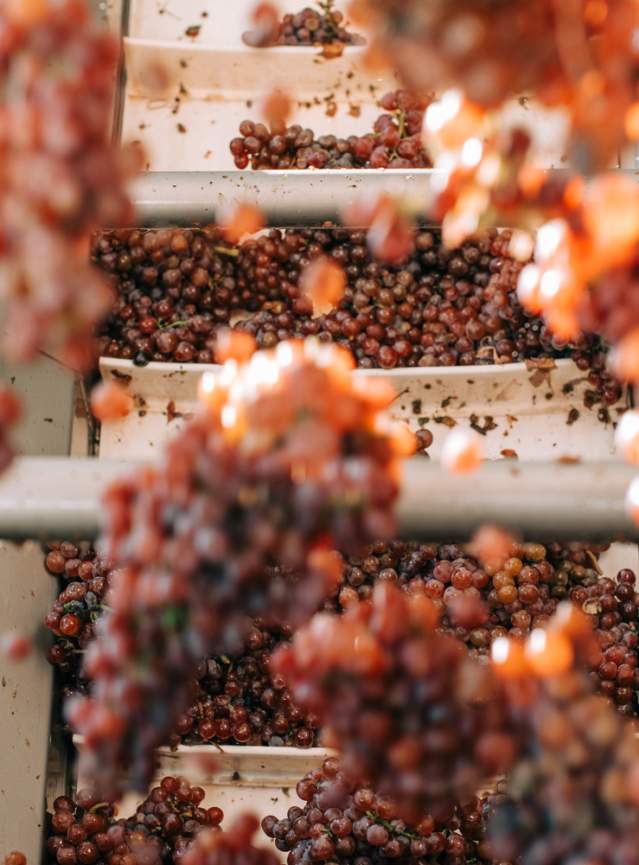 New Brand - Grapes Fall 2023 shoot