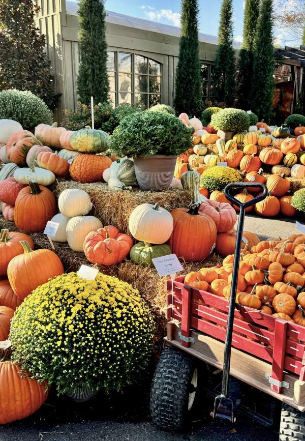 16 Fall Favorites to Try in Auburn-Opelika