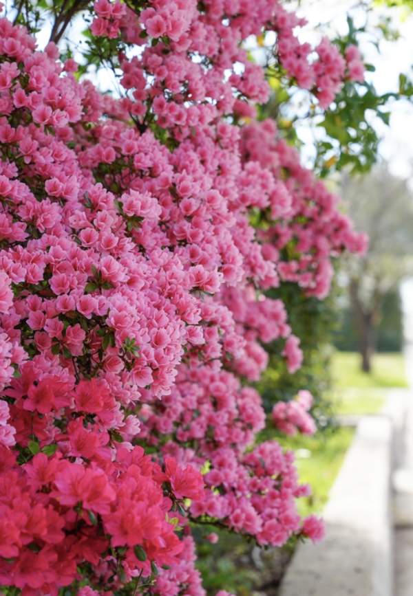 AZALEA & DOGWOOD TRAIL