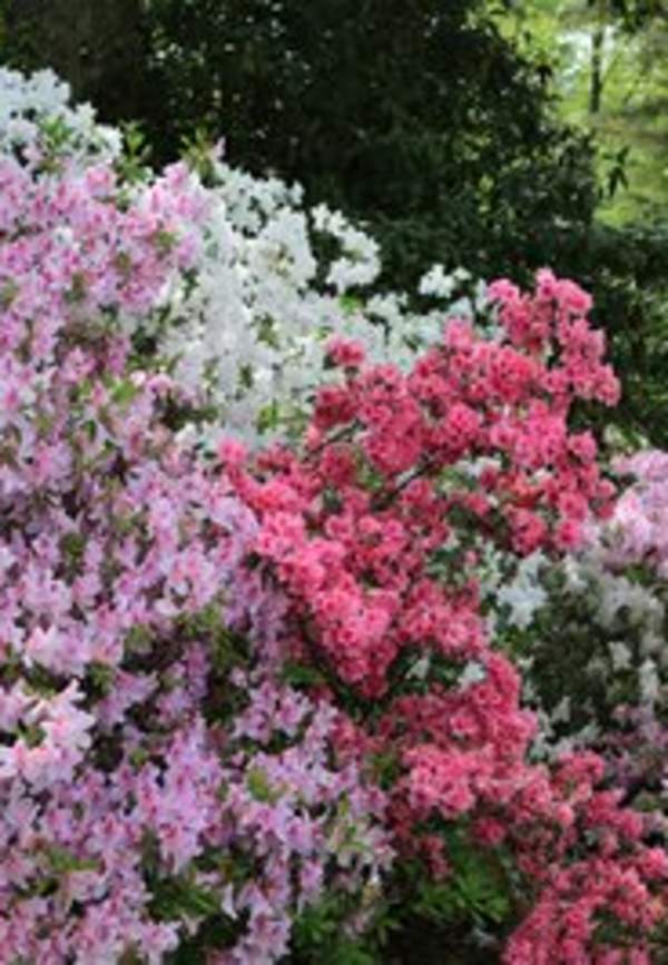 Floral trail