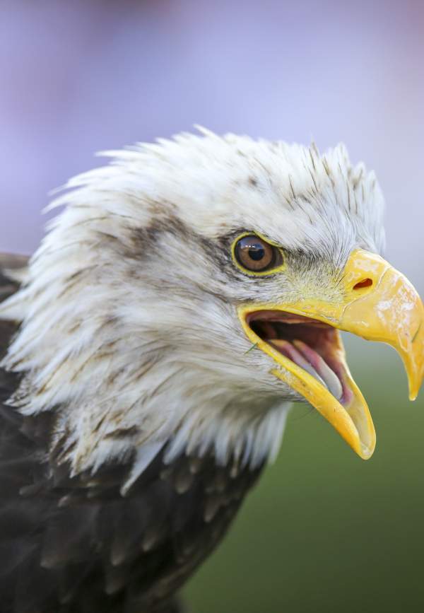 A brief history of the War Eagle Battle Cry & the Auburn Raptor Center