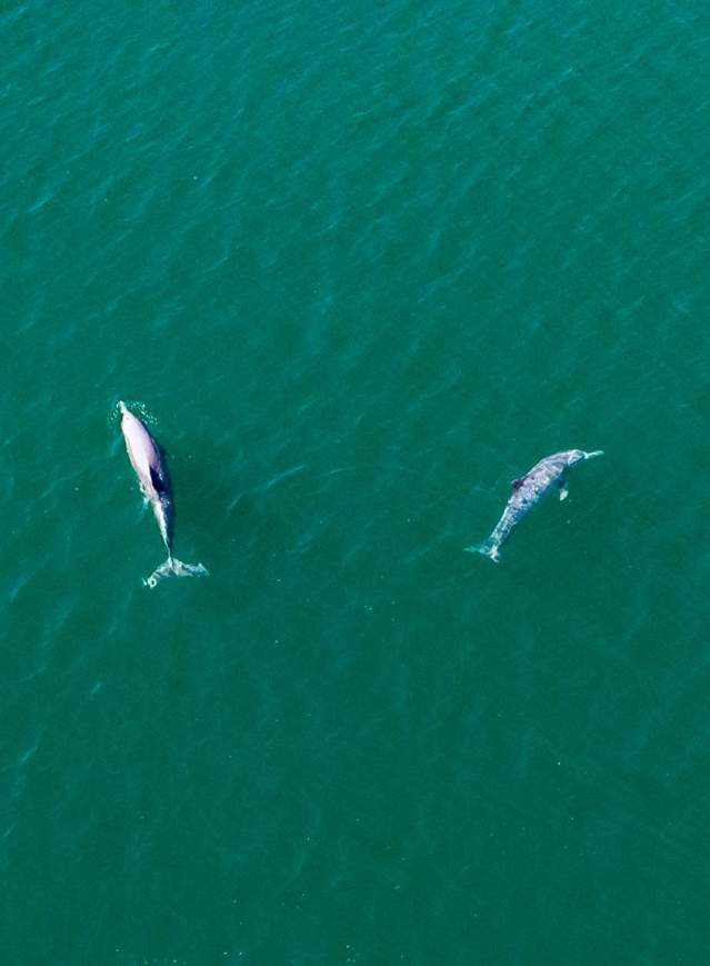 Dolphins swimming on the Kimberley Coast