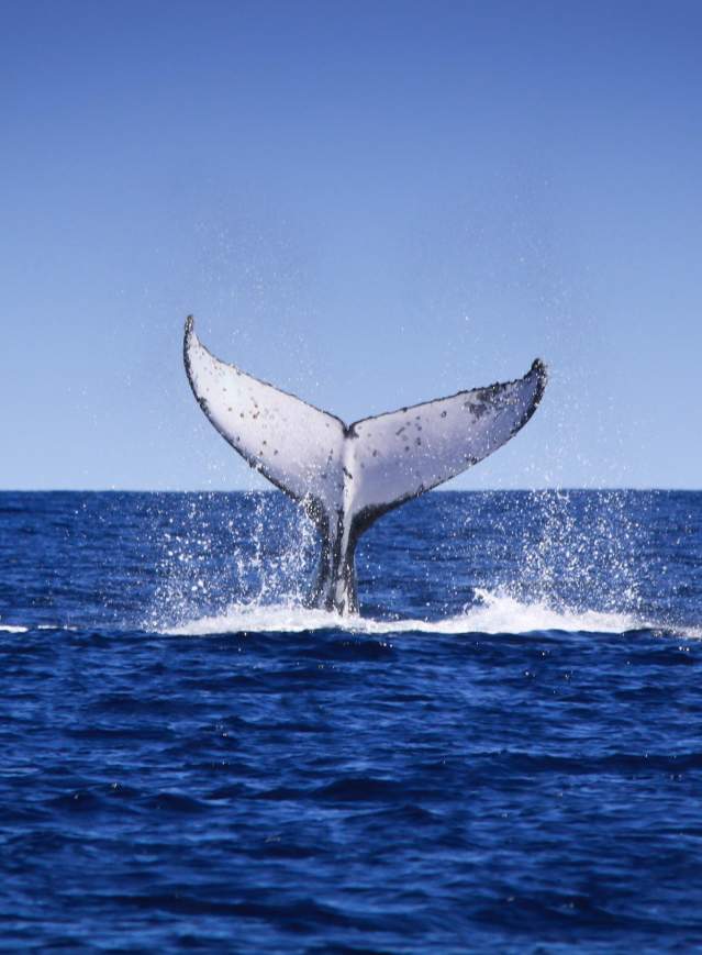 The tail of a humpback whale is raised out of the water, ready for a tail slap. Dampier Archipelago near Karratha Western Australia