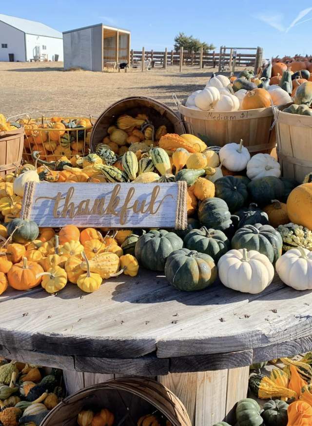 Homestead Pumpkin Patch