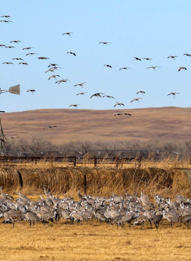 Sandhill Crane Tours with Dusty Trails