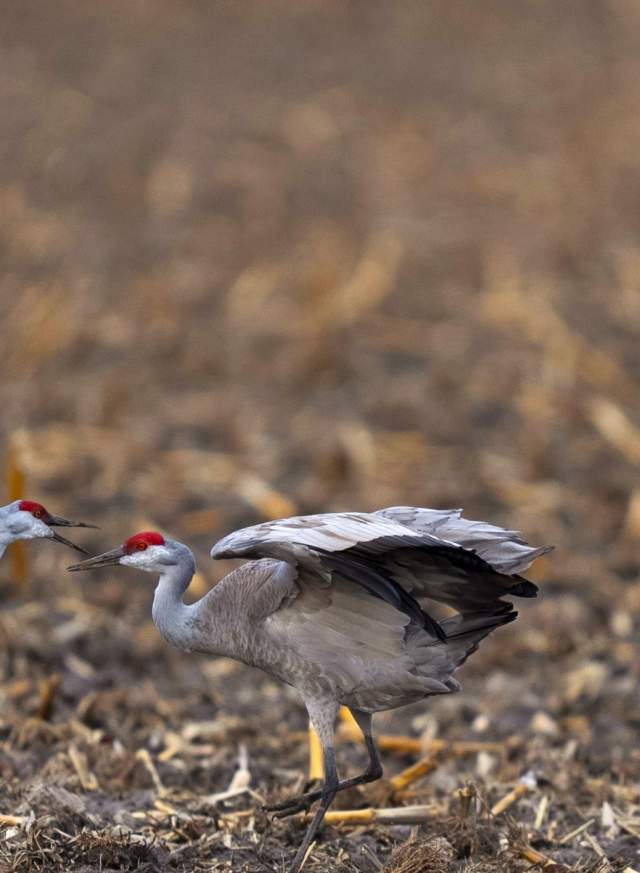 Sandhill Cranes