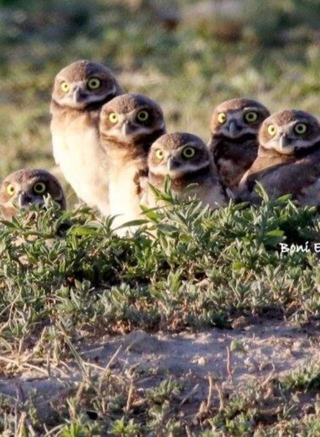 Burrowing Owl Cropped