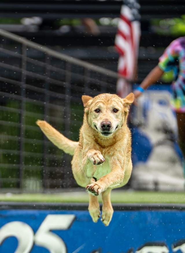 DockDogs
