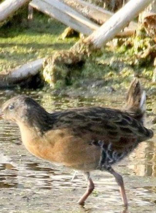 Virginia Rail Cropped