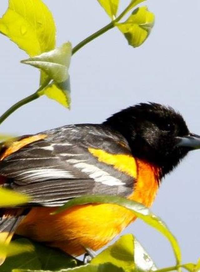 Baltimore Oriole Challenging Sandhills Scenic Drive