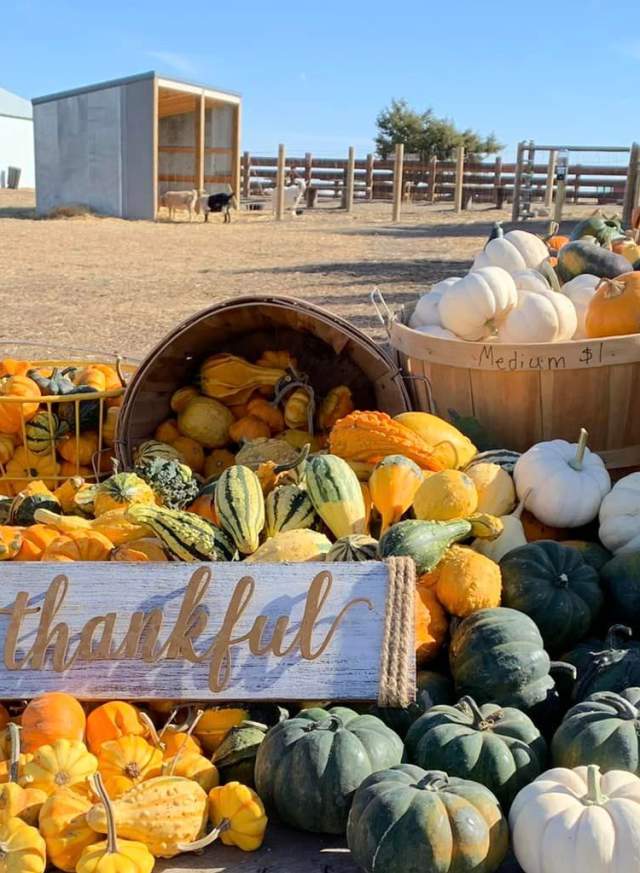 Copy of Homestead Pumpkin Patch Cropped